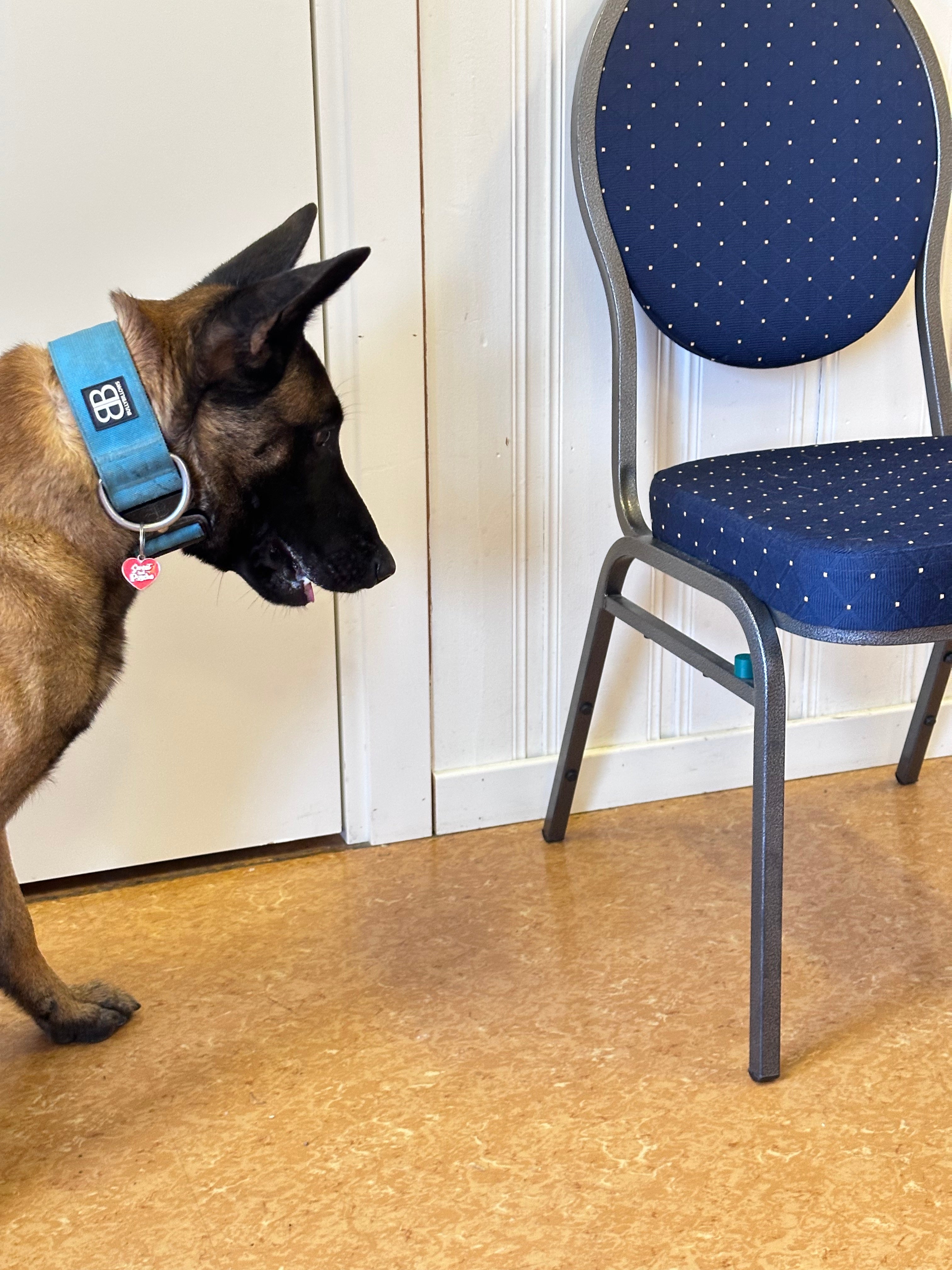 Kreative ideer til Noseworktrening for å utfordre hunden din