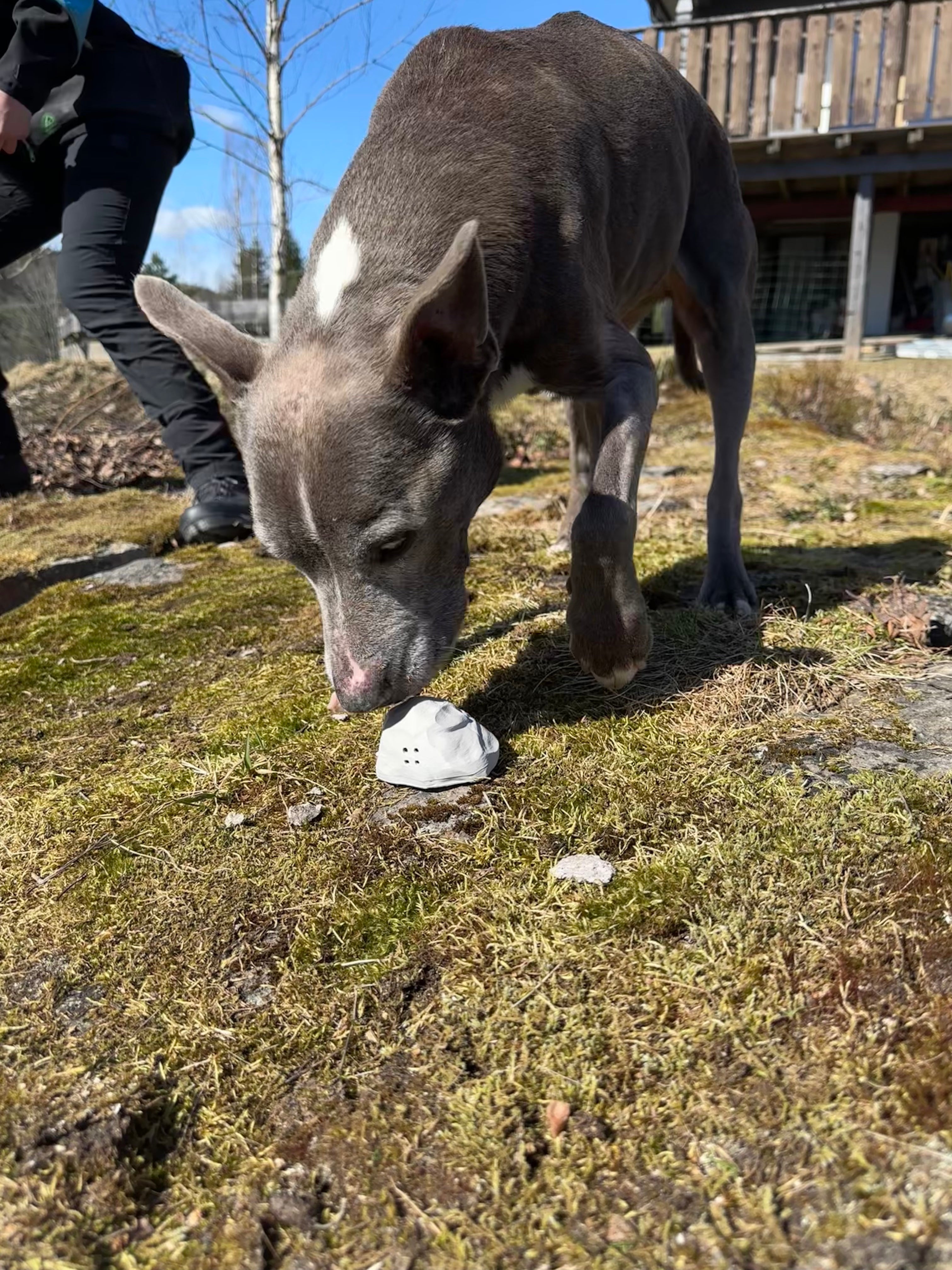 Hvorfor Nosework er viktig for alle hunder
