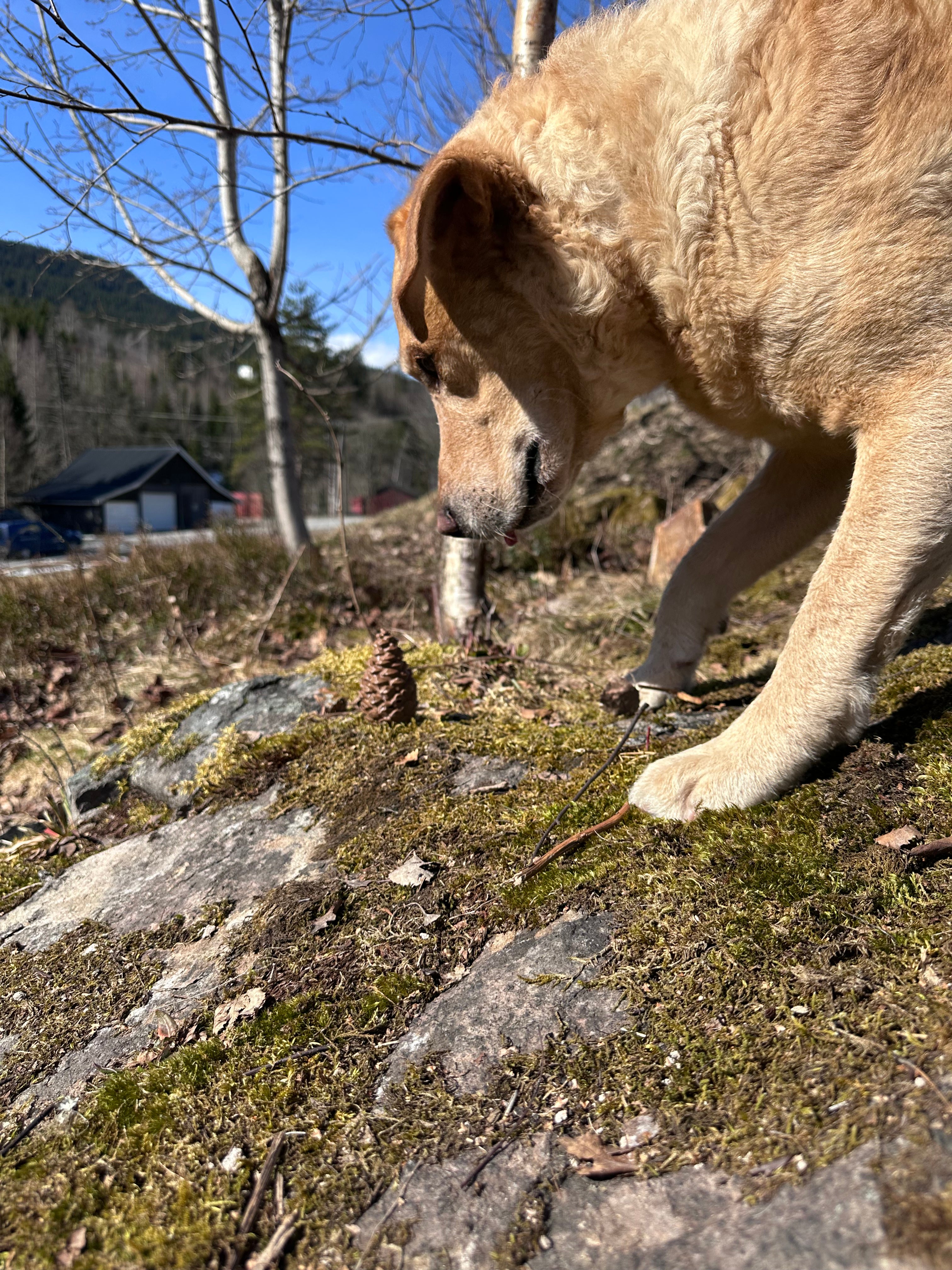 Kongle for Nosework