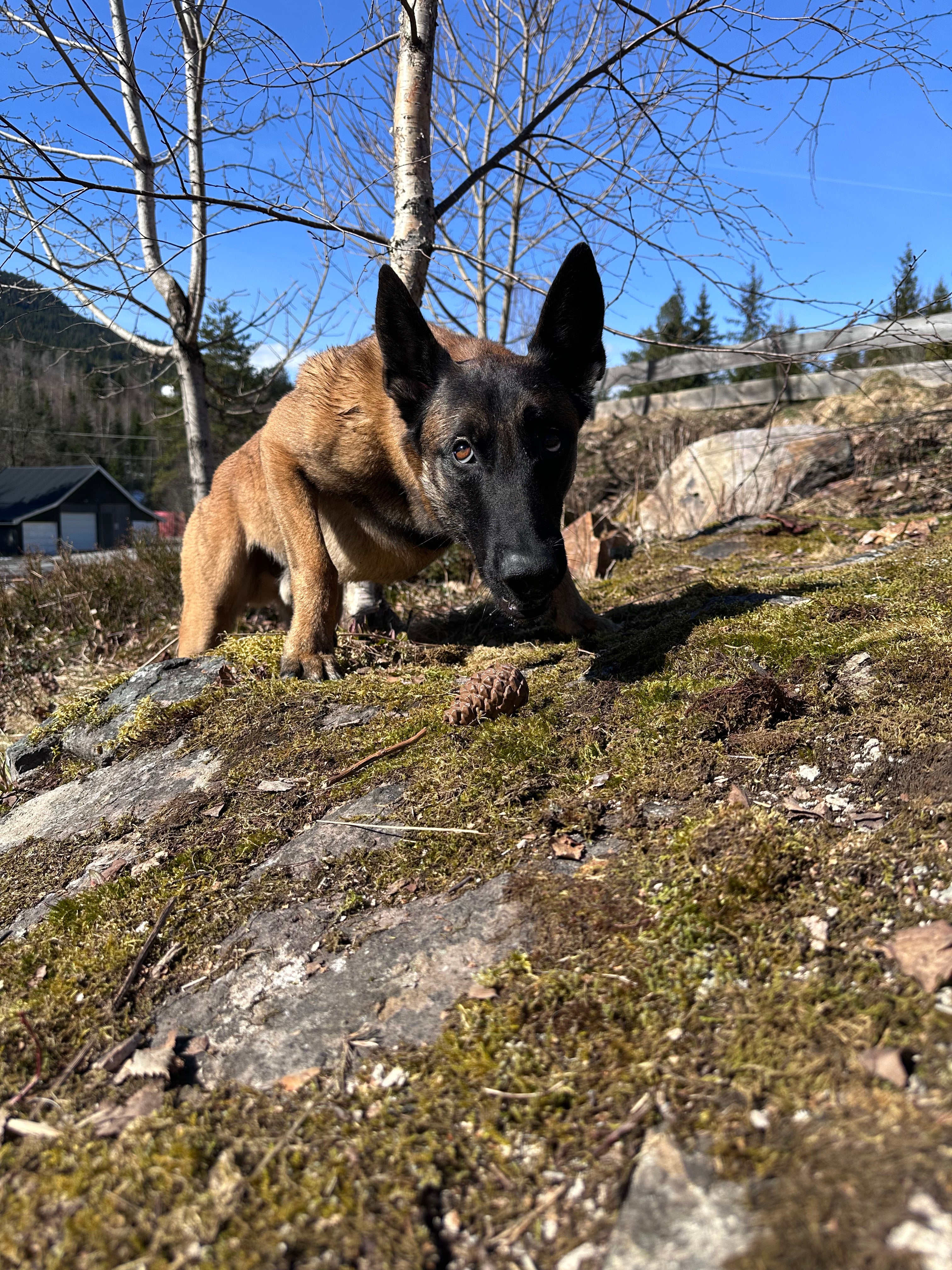 Stein og Kongle