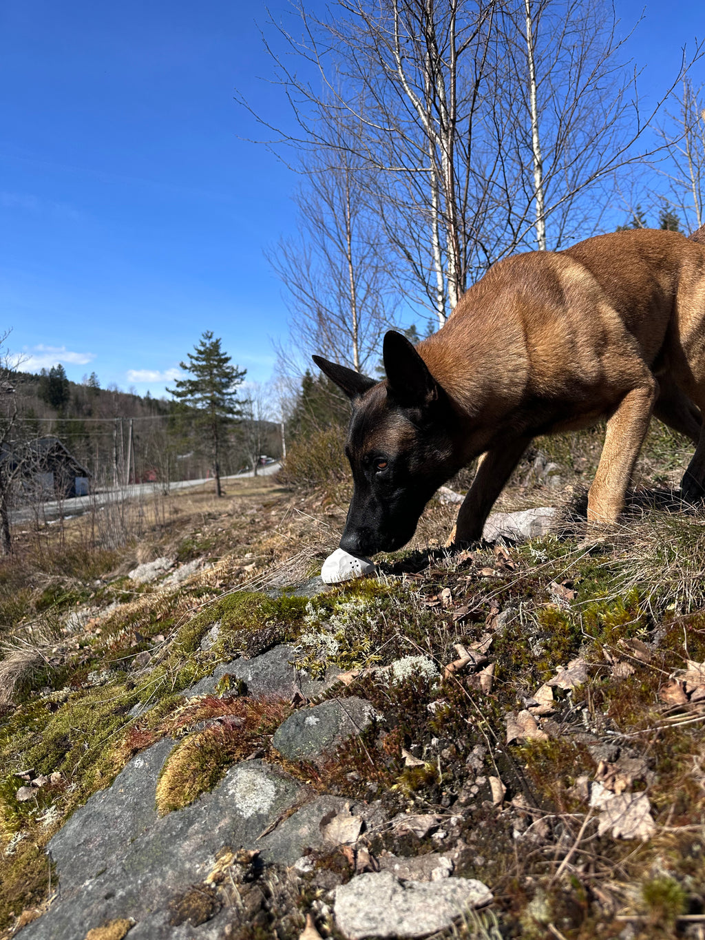 Stein for Nosework