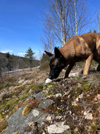 Stein for Nosework