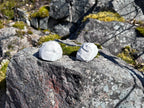 Stein og Kongle